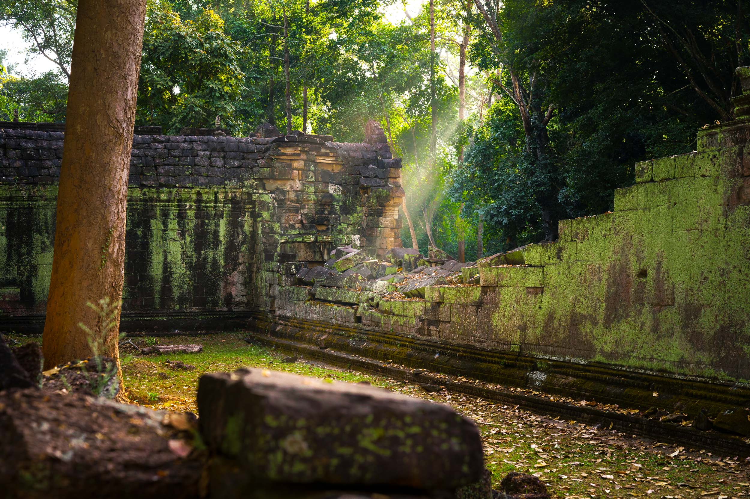 25-6 Export Personal cat--7